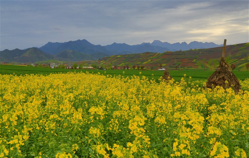 陜西西安鮑旗寨村油菜花風(fēng)景圖片