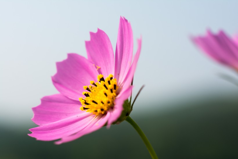 格桑花图片