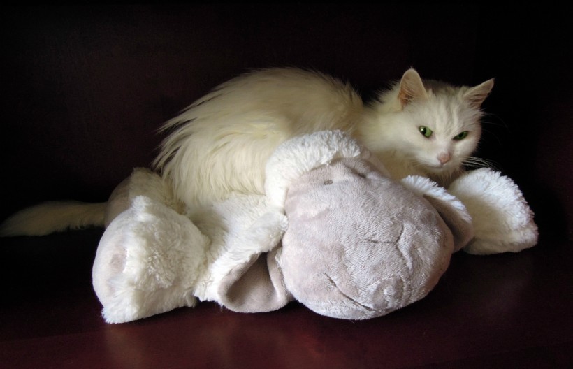 可爱白色小猫图片