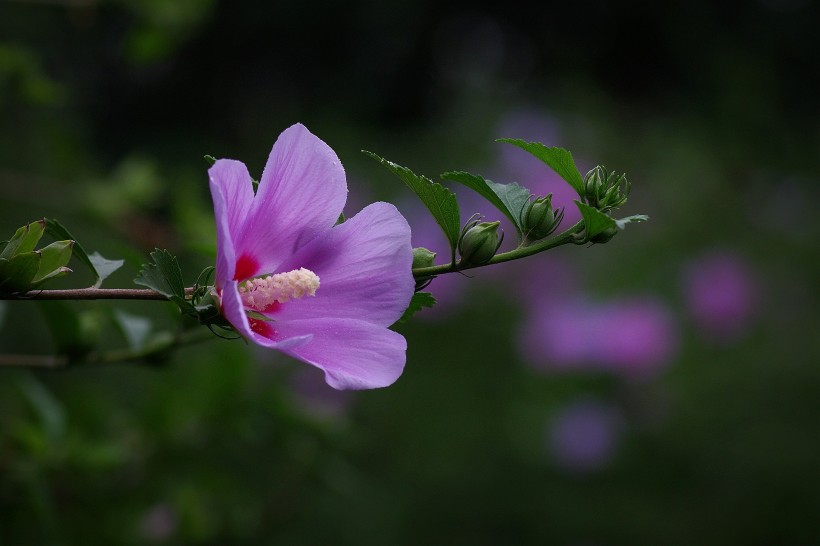 木槿花图片 