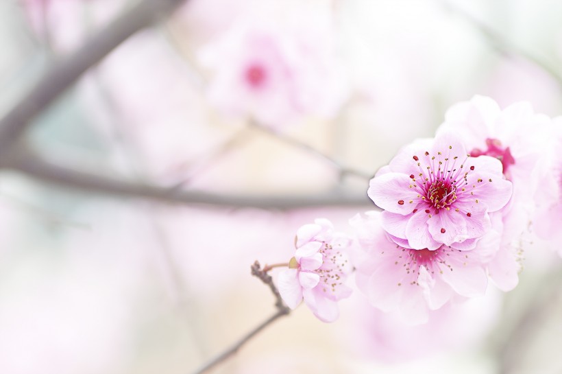 淡粉色梅花图片