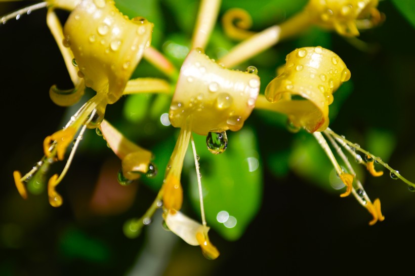 静静绽放的金银花图片