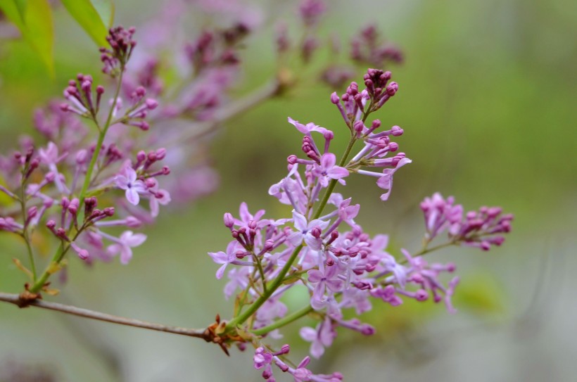 丁香花图片