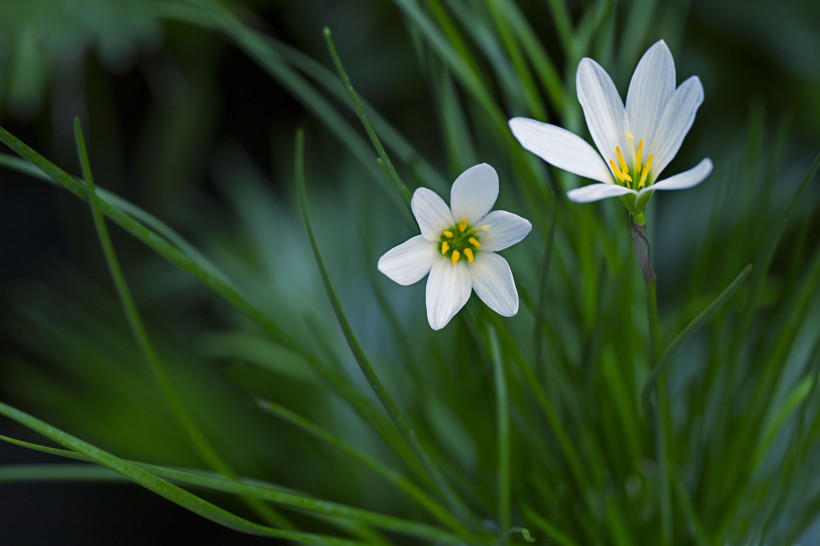 淡雅的白色百合花图片