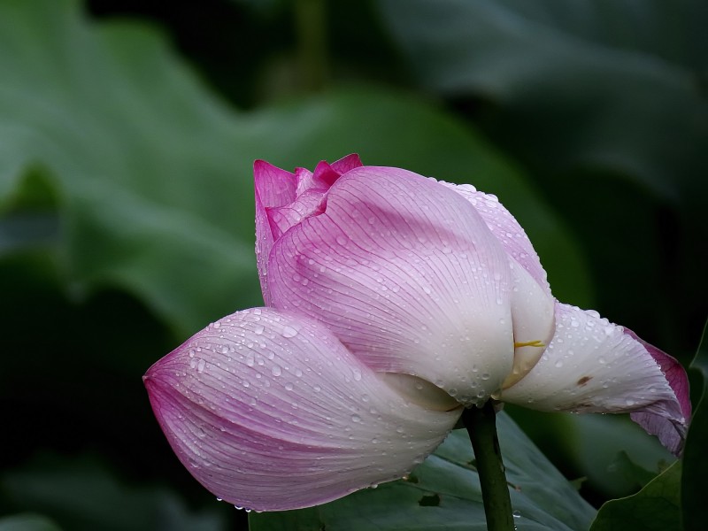 雨后荷花圖片