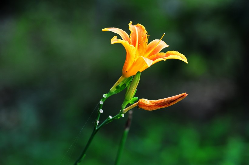 萱草花图片