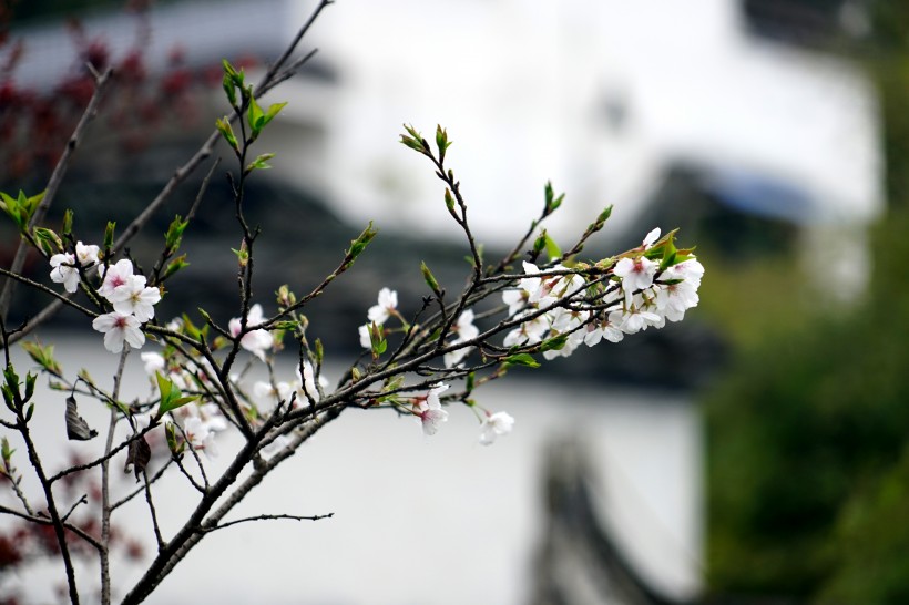 江西婺源优美风景图片