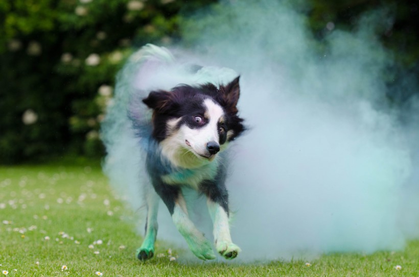 顽皮可爱的牧羊犬图片