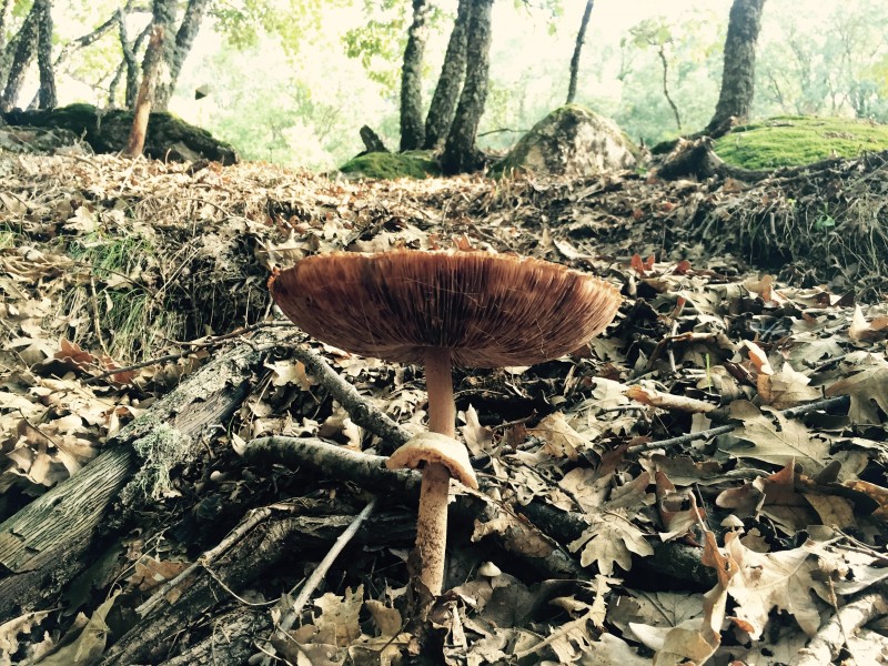 未采摘的蘑菇图片