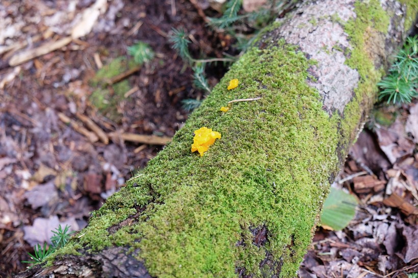 绿色苔藓图片