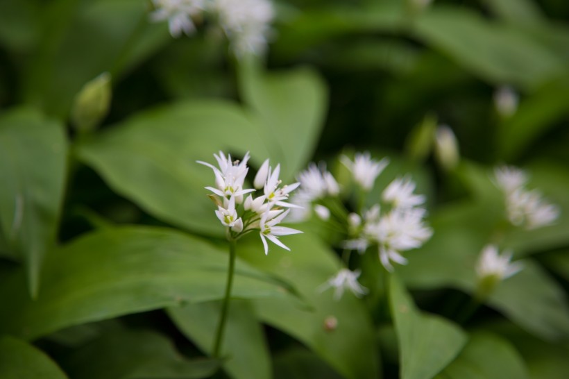 野蔥花圖片