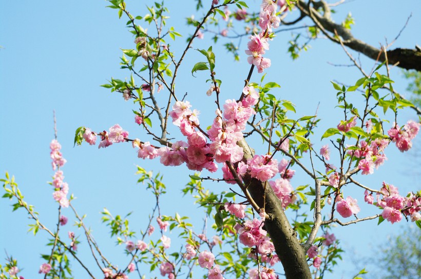 梅花树枝上粉红色的梅花图片