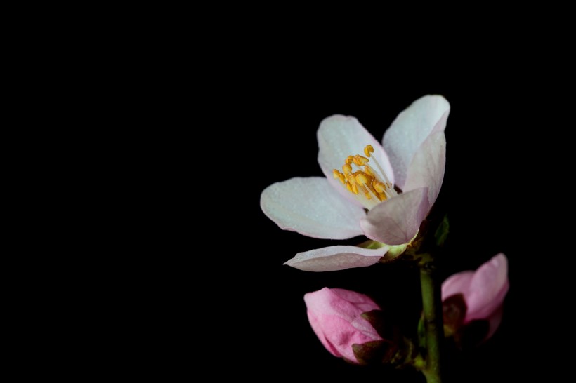 微距桃花圖片