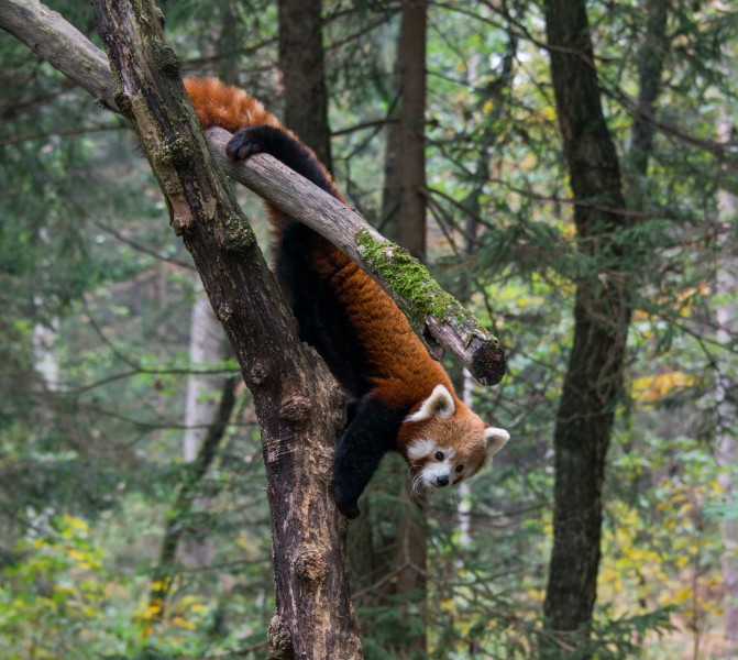 可爱的小熊猫图片