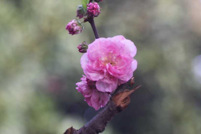 粉色郁李花图片   