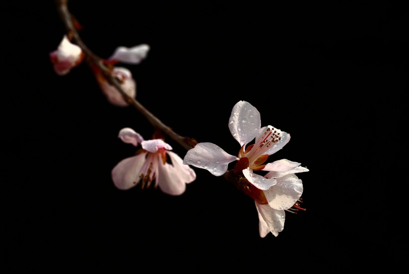 山桃花图片