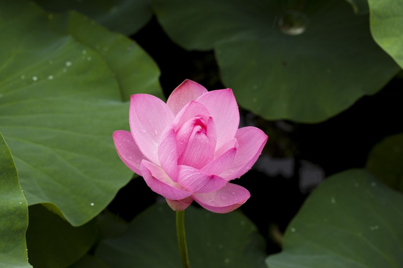 lotus-nature-plants-flowers-39024