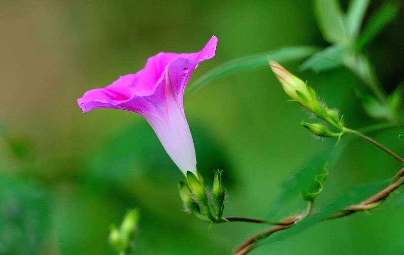 牵牛花图片