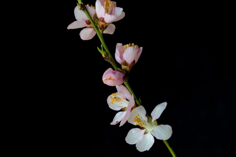 微距桃花圖片