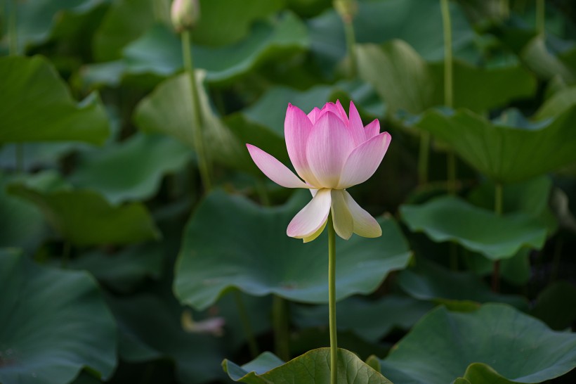 高洁的莲花图片