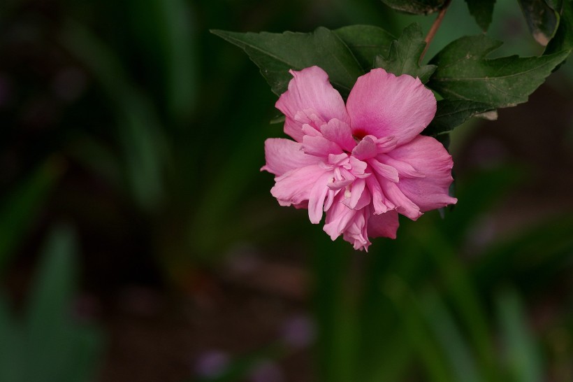 粉色木槿花圖片