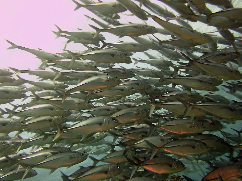 數(shù)量龐大的魚群圖片