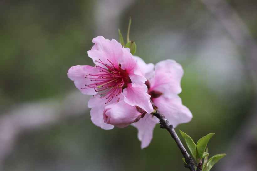 红粉桃花图片