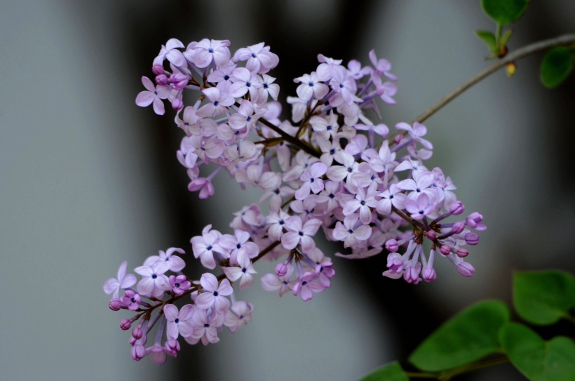 丁香花图片