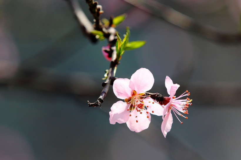 桃花图片