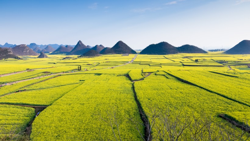 云南罗平油菜花风景图片