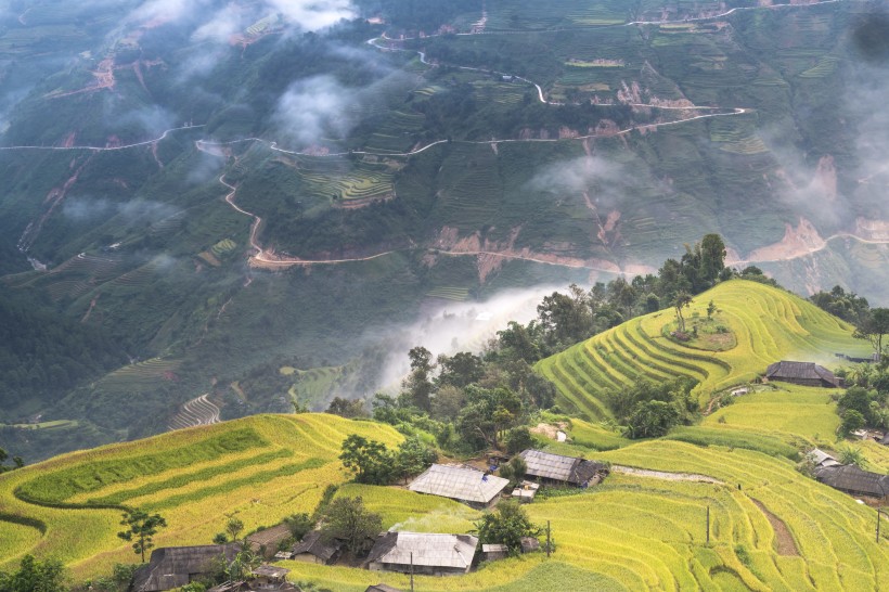 越南稻田风景图片