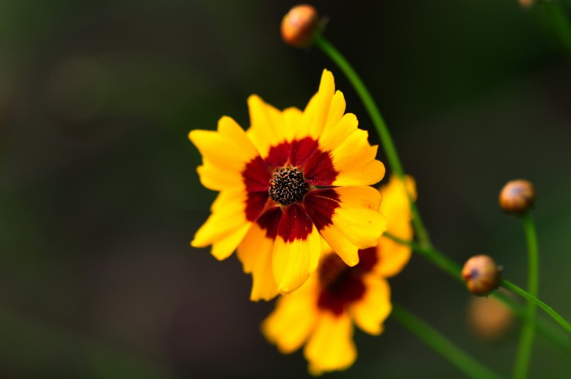 格桑花图片