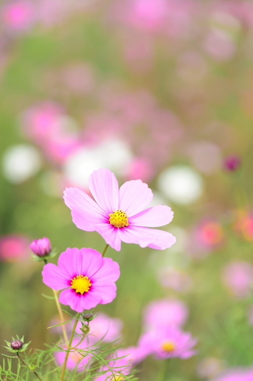 格桑花图片