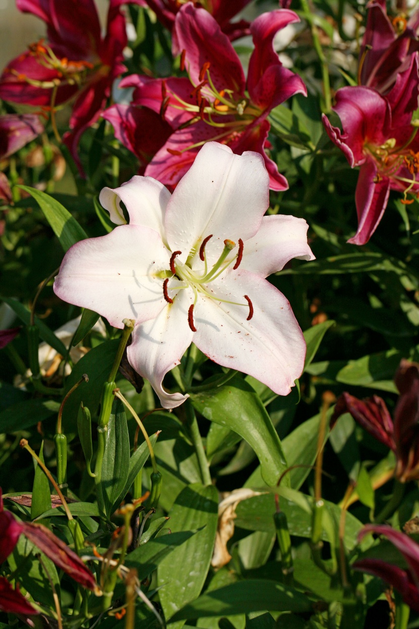 各种各样的百合花图片