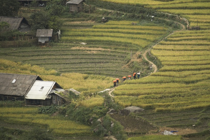 越南稻田風(fēng)景圖片