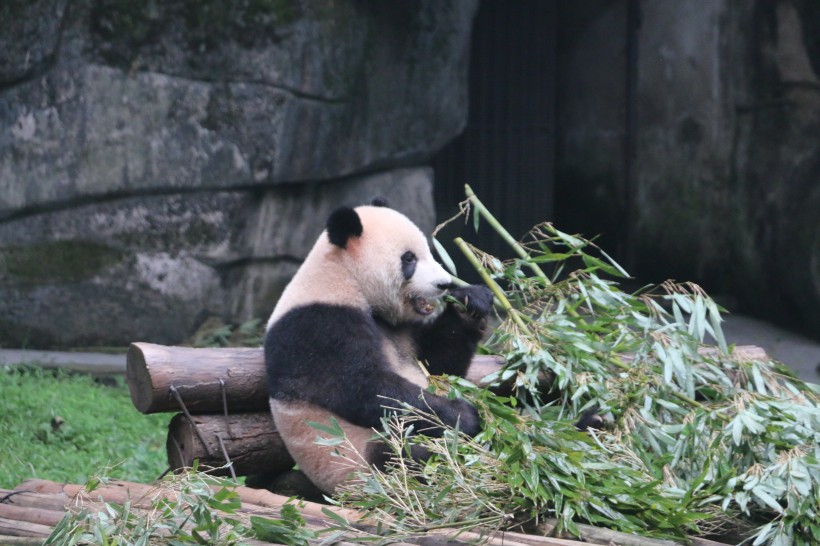 可爱大熊猫图片