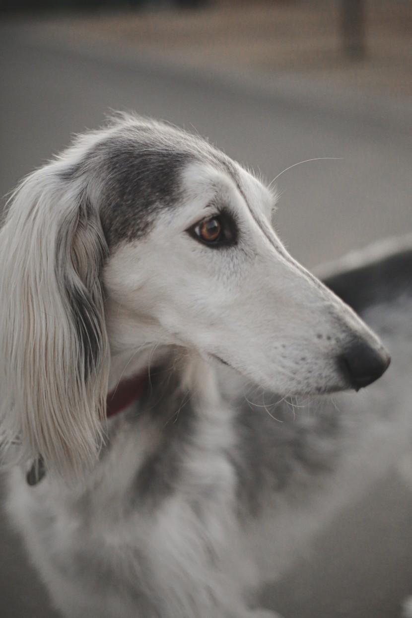 优雅敏捷的东非猎犬图片