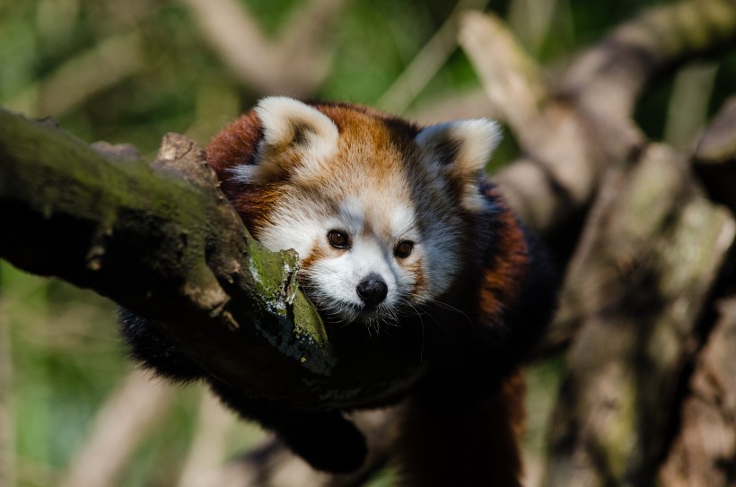 褐红色的小熊猫图片
