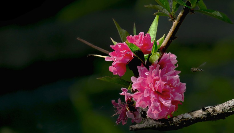 桃花图片