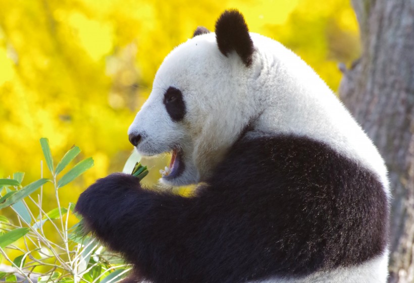 珍稀的大熊猫图片