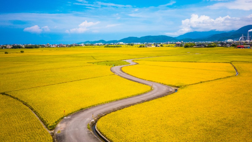 金色唯美的油菜花圖片