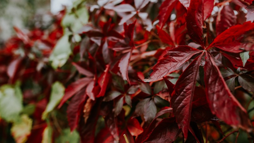 秋天红色的树叶图片