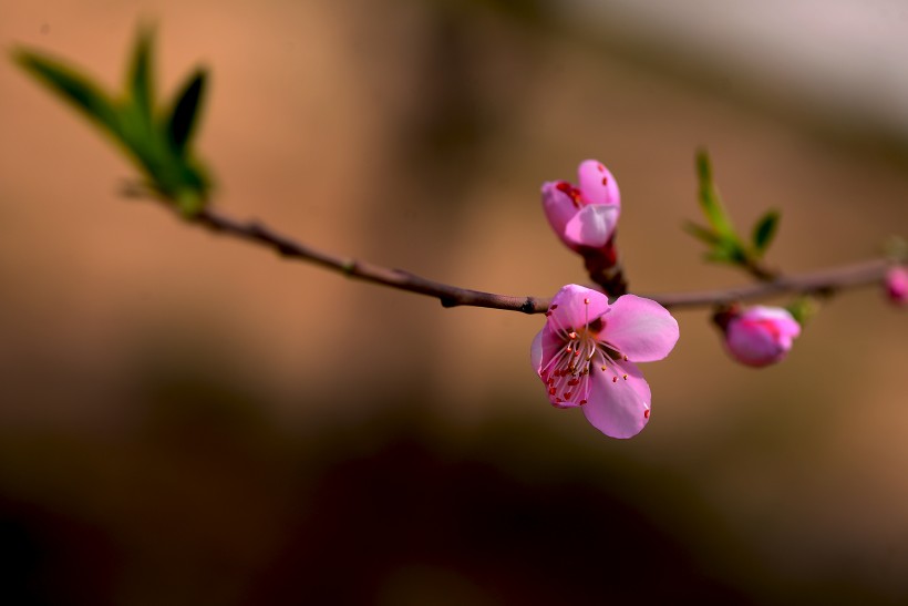 粉红色桃花图片