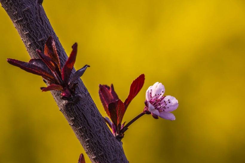 李花(玉梅)图片