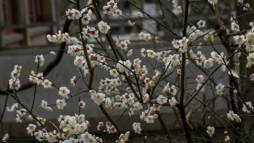 白色梅花图片