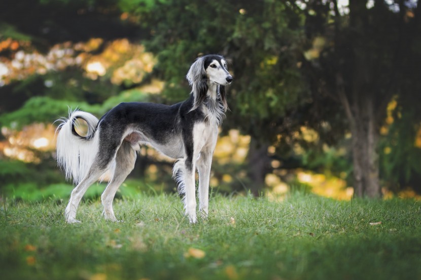 優(yōu)雅敏捷的東非獵犬圖片