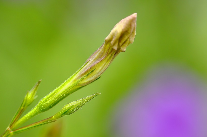 翠芦莉花图片