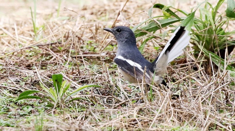 鵲鴝鳥類圖片