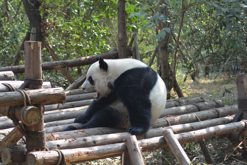 动物园里的国宝大熊猫图片