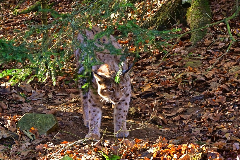 大型貓科動物猞猁圖片